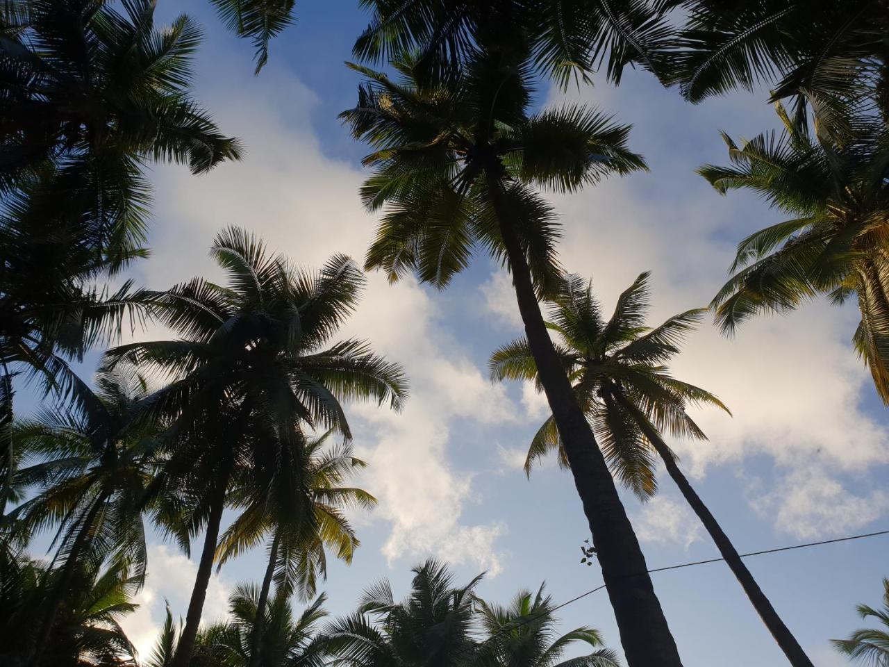 Palm Forest パロレム エクステリア 写真